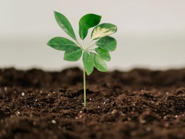Tree planting initiative